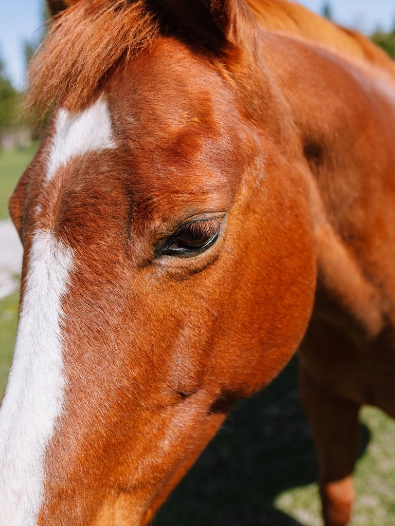 A chestnut mare stands tied quietly at an English riding stable in late afternoon light.