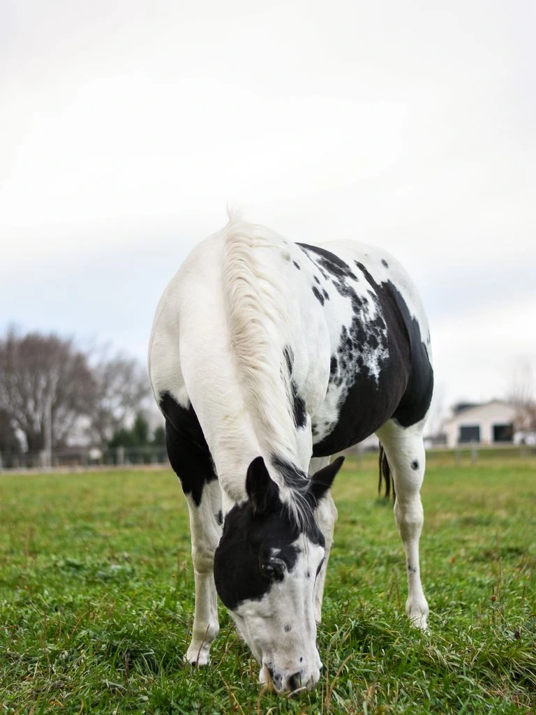A thin Mustang gelding with a kind eye stands in a small paddock at a rescue sanctuary.